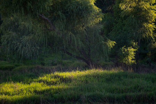 Willow Tree in Late Afternoon Light