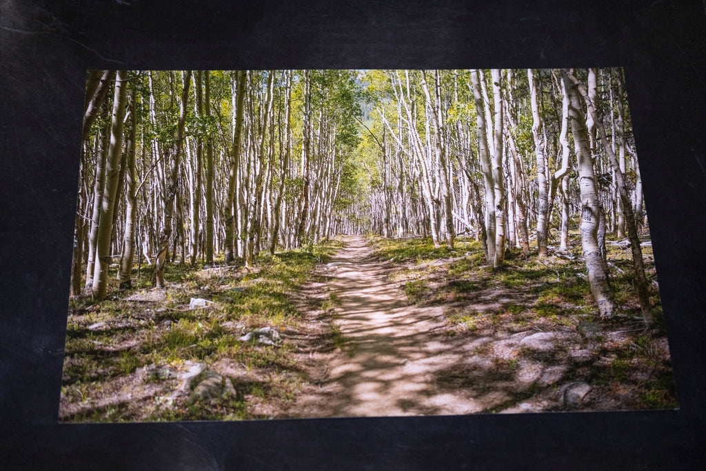 Path Through Aspens - 12" x 18"