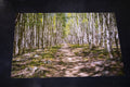 Path Through Aspens - 12" x 18"