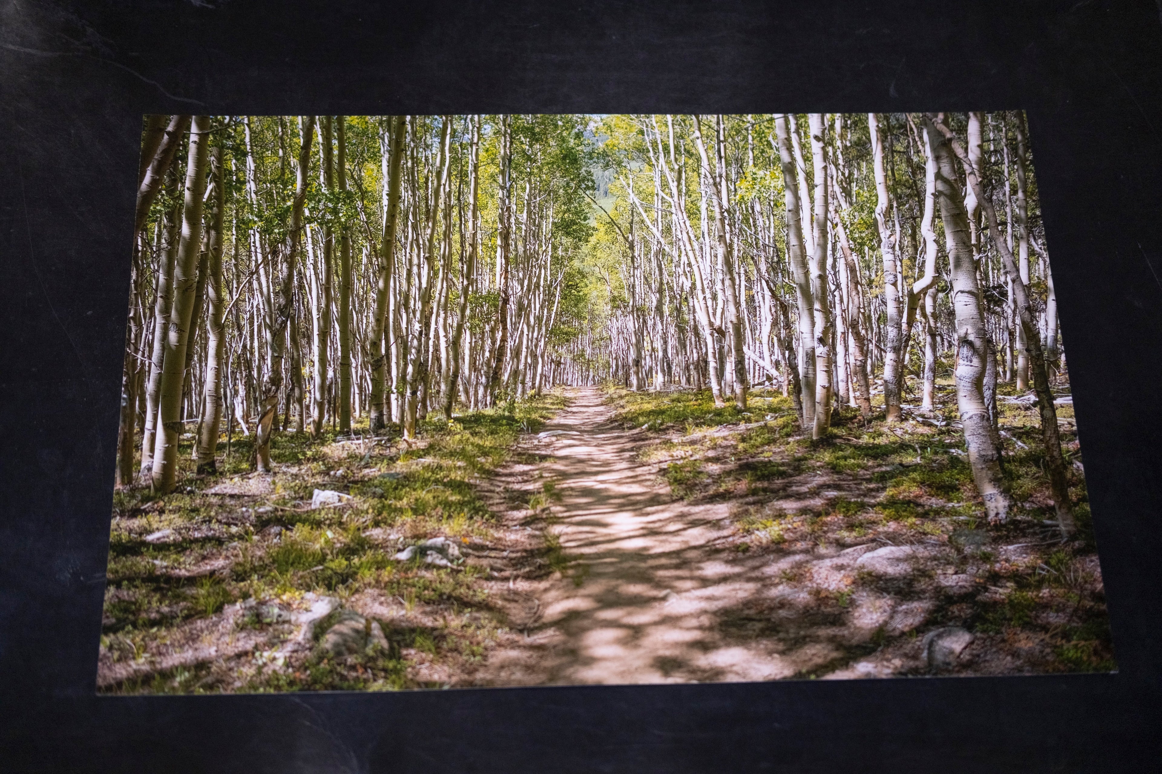 Path Through Aspens - 12" x 18"