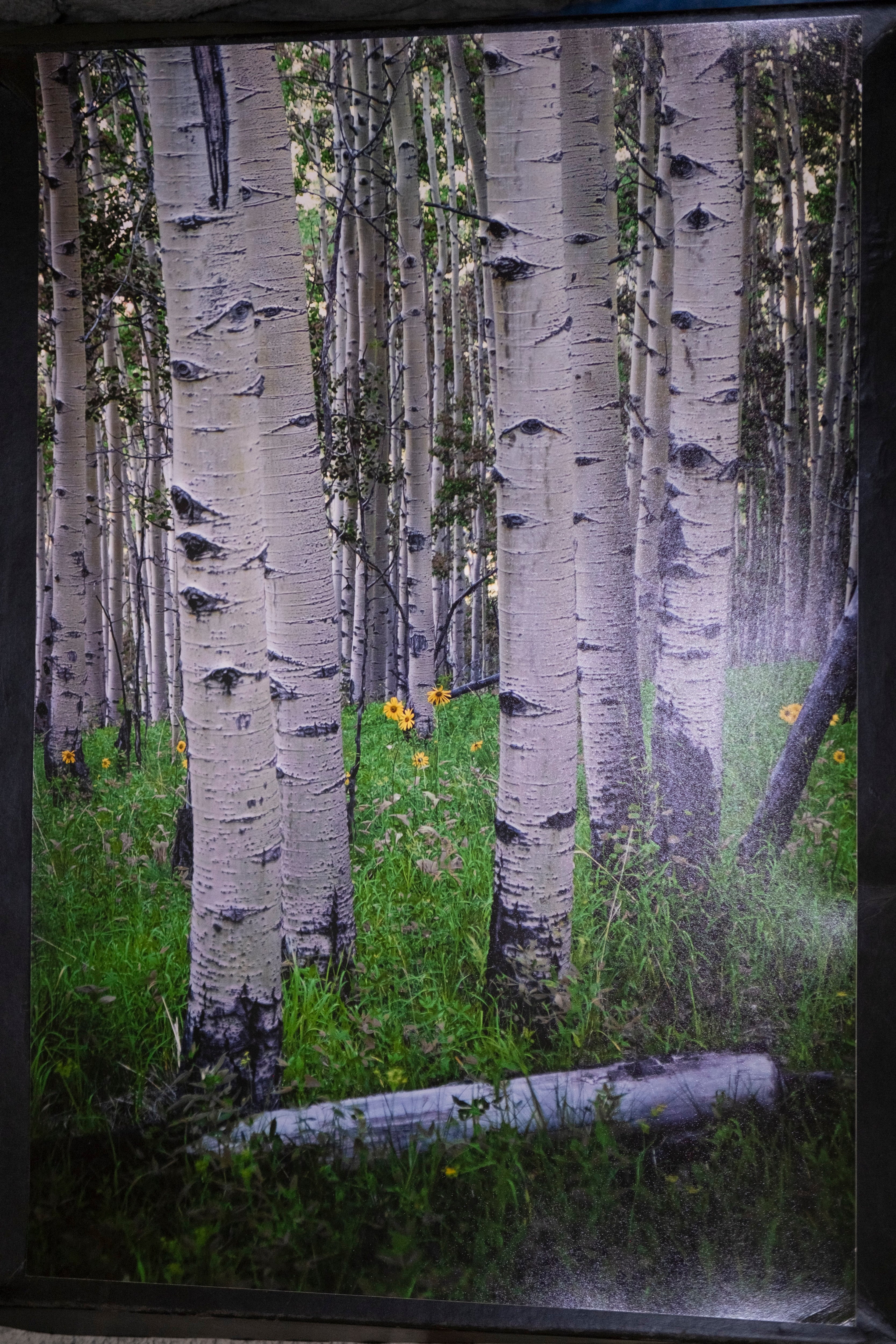 Wild Sunflowers and Trembling Aspens - 24" x 16"