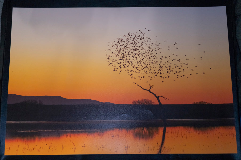 Bosque Morning Glow with Birds - 16" x 24"