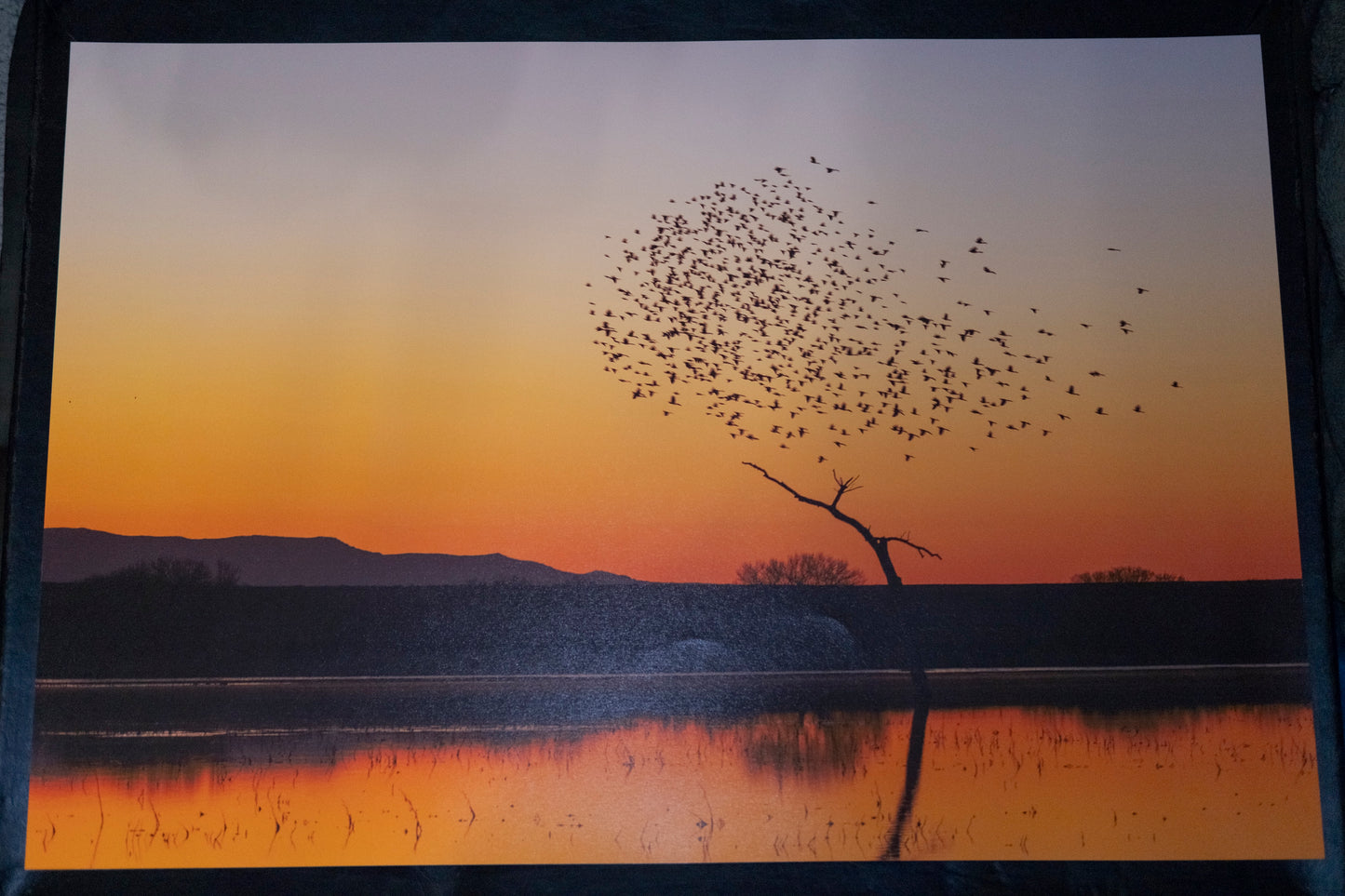 Bosque Morning Glow with Birds - 16" x 24"