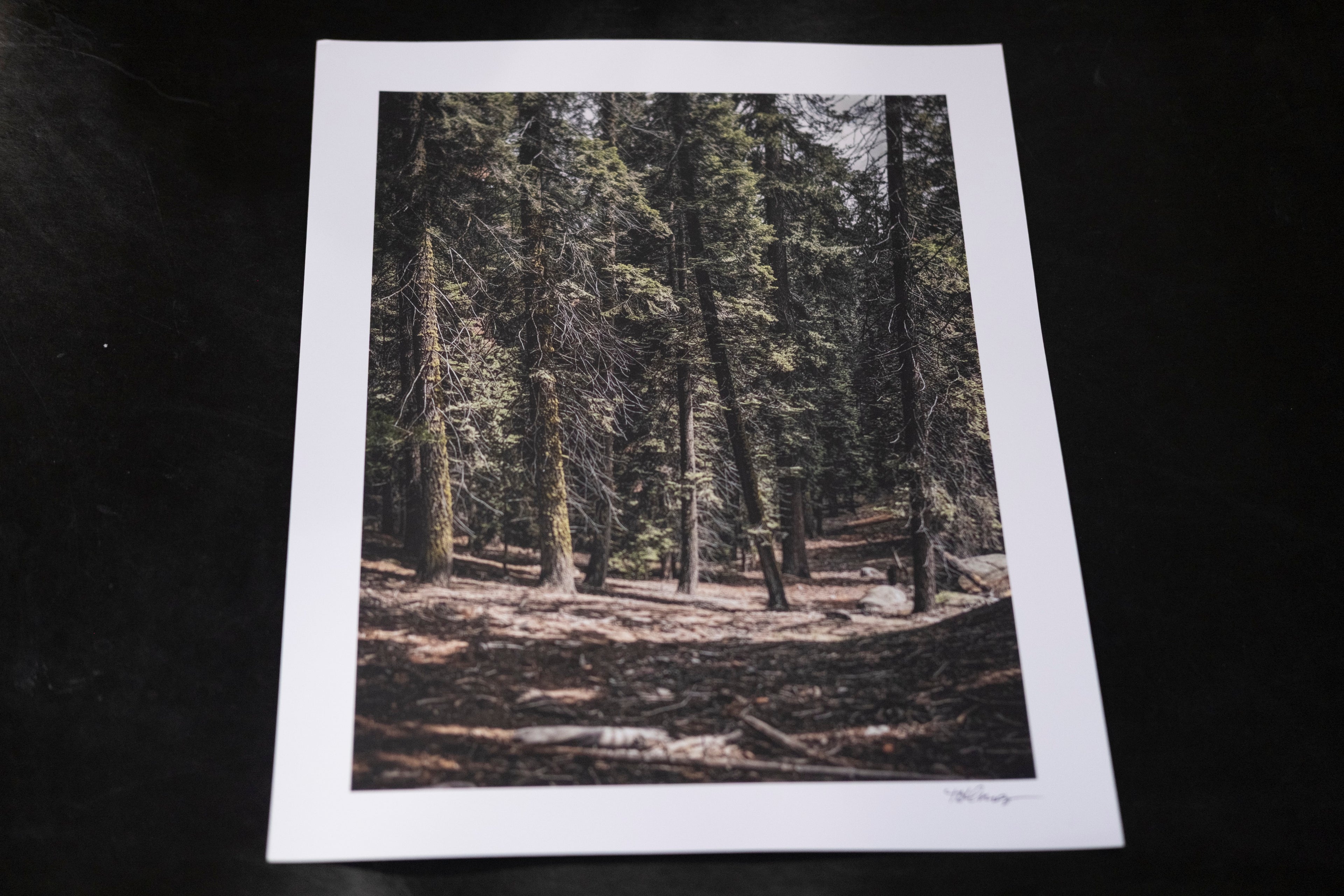California Forest - 14" x 11"