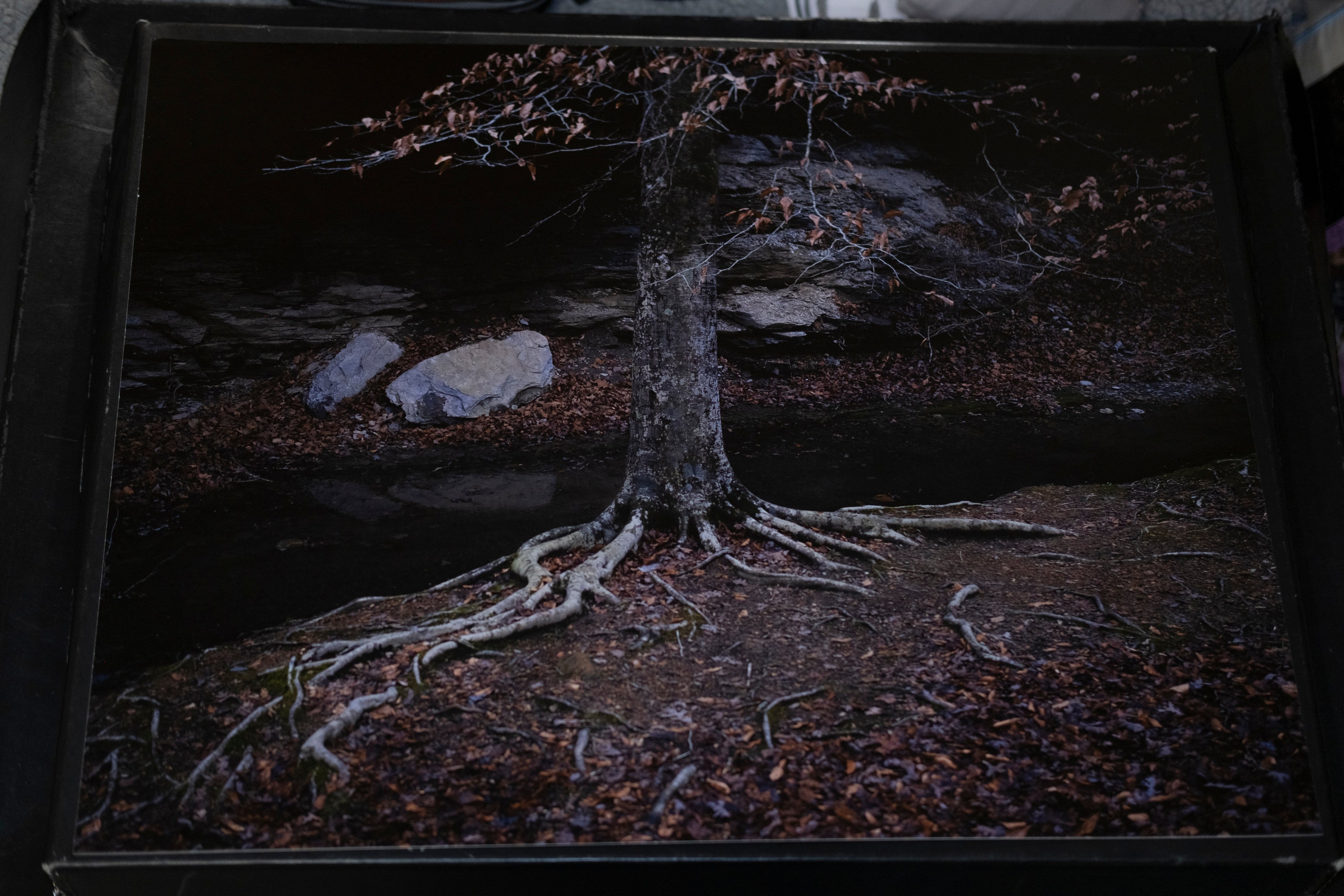 Winter Roots - 16" x 20"