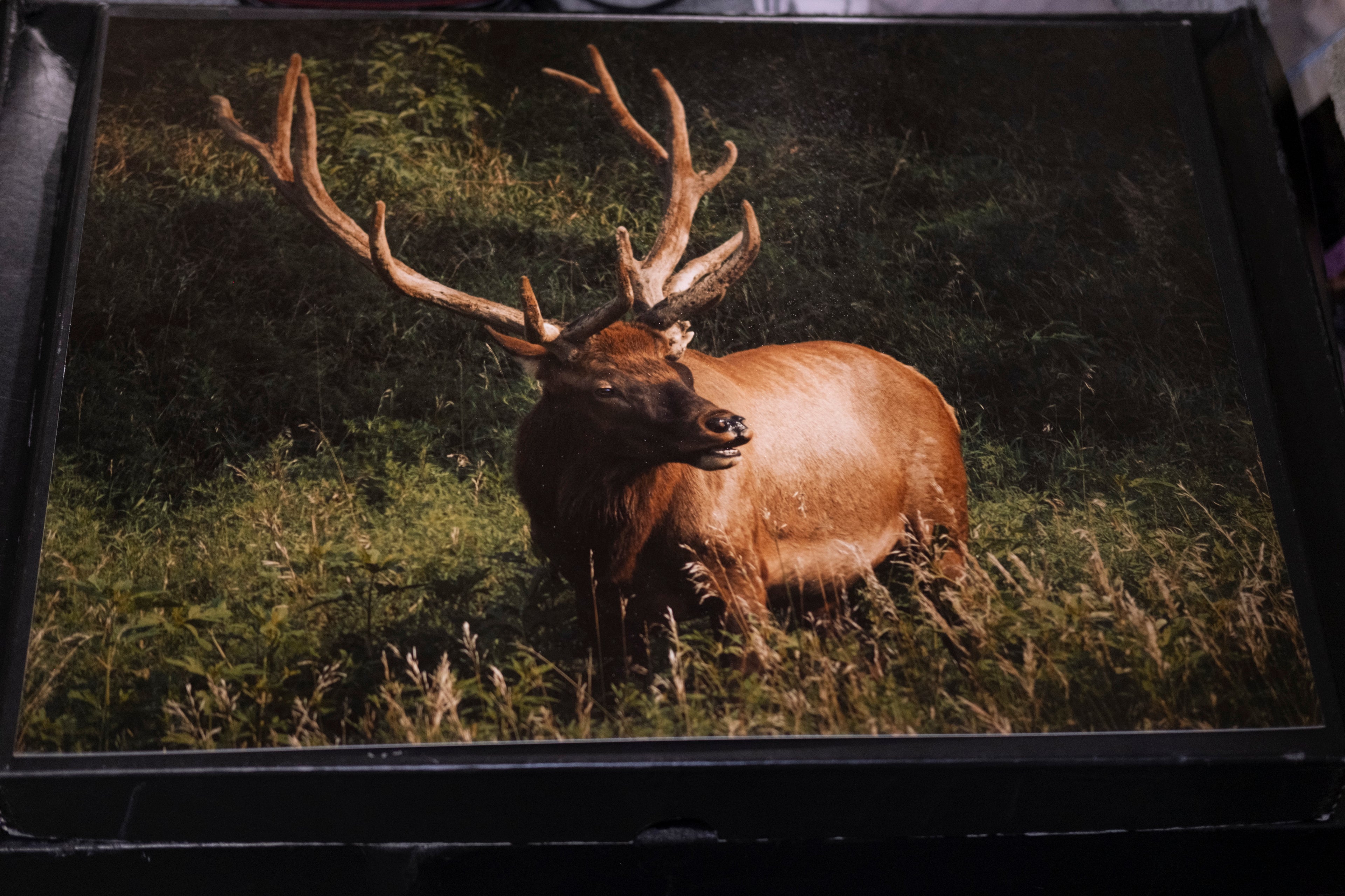 Bull Elk I - 16" x 20"
