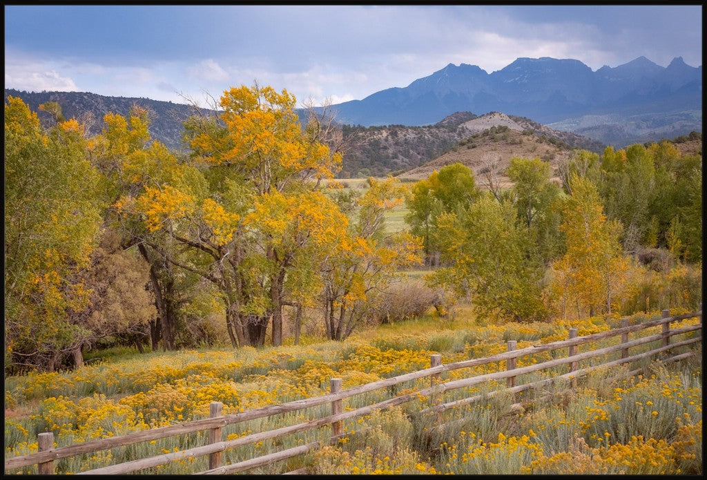 Colorado Cottonwoods