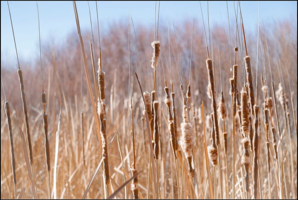 Bosque Cattails
