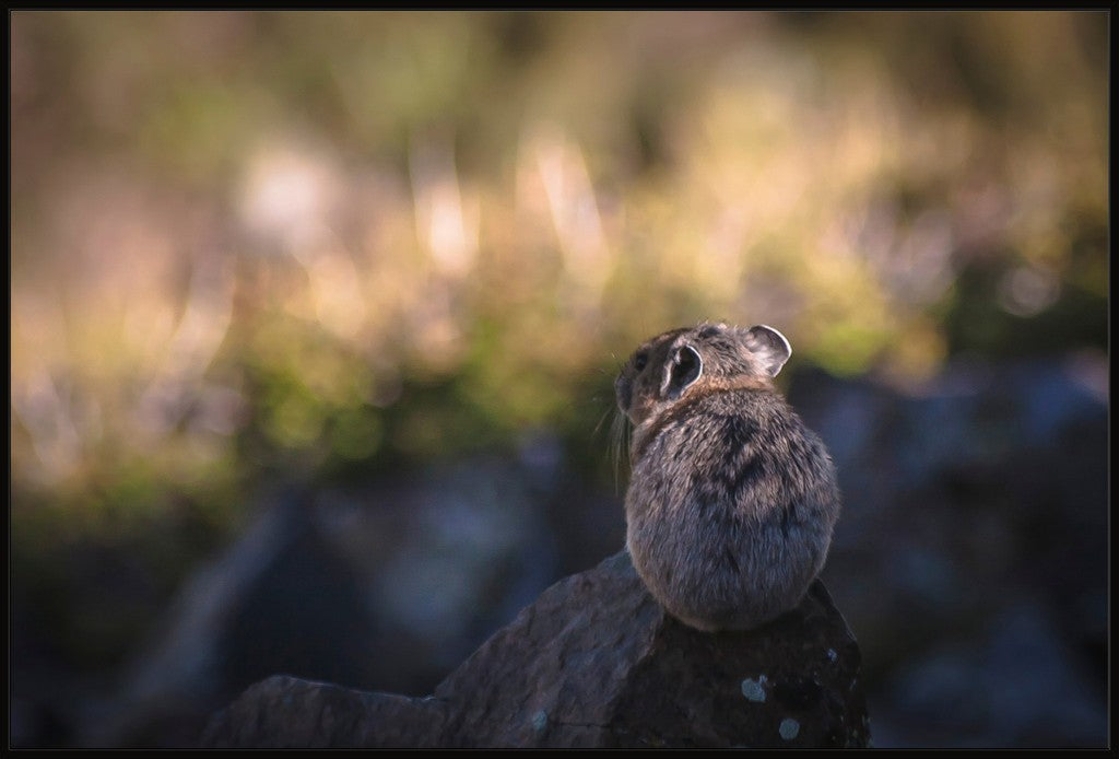 Wheeler Peak Pika