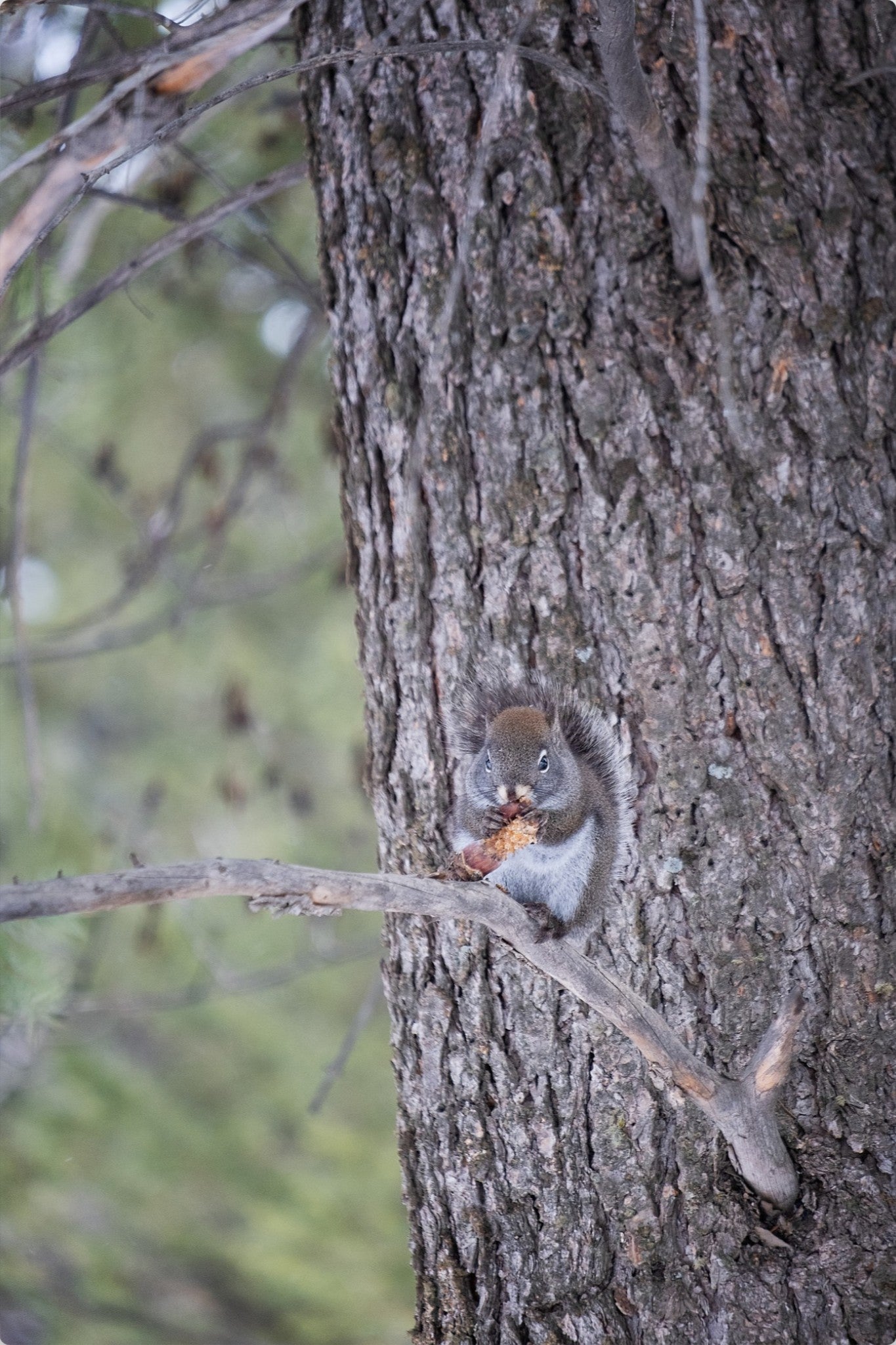 Squirrel & Pine Cone II