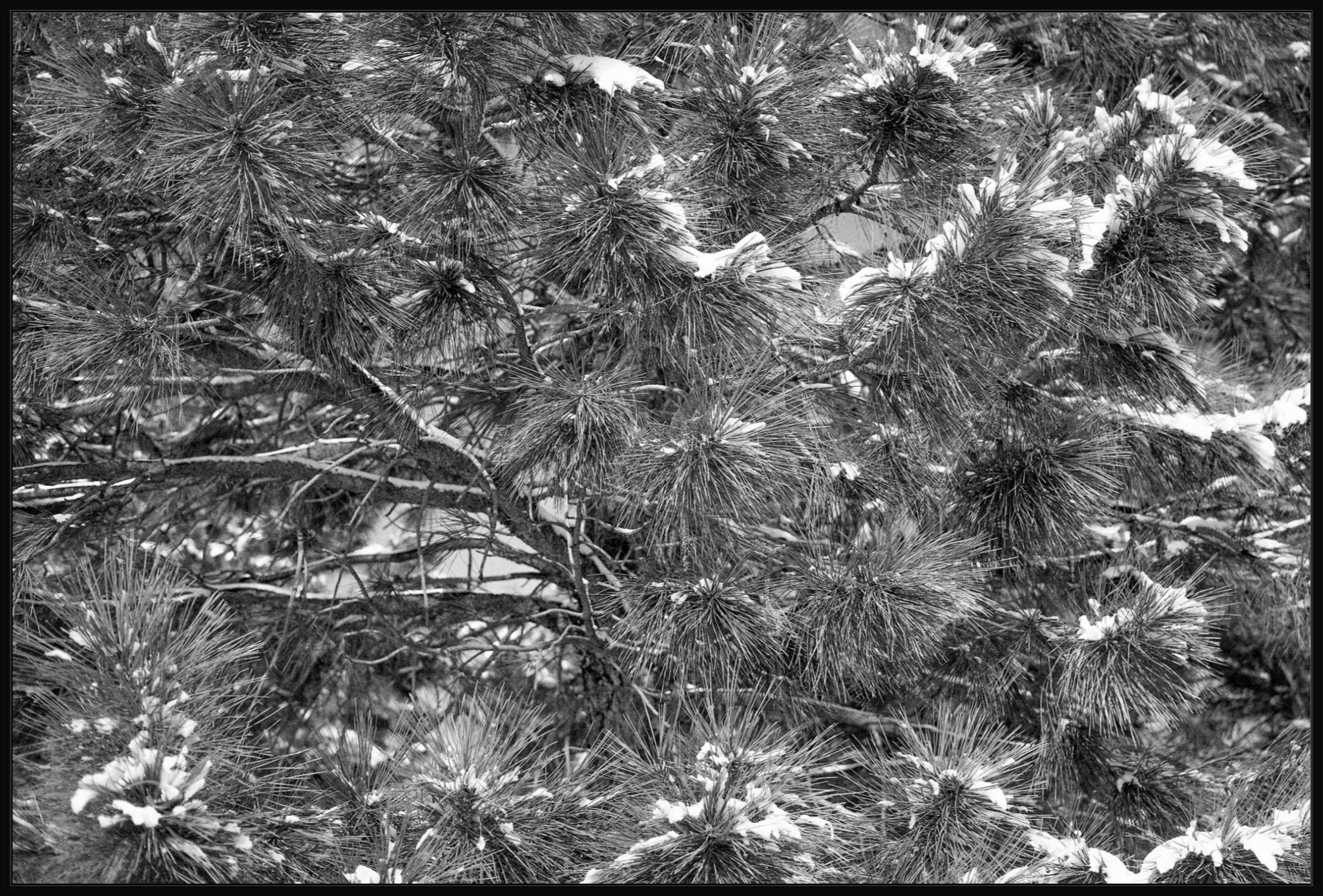 Snow on the Pine Boughs