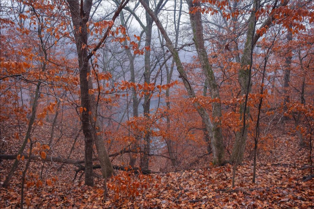 Winter Woodland