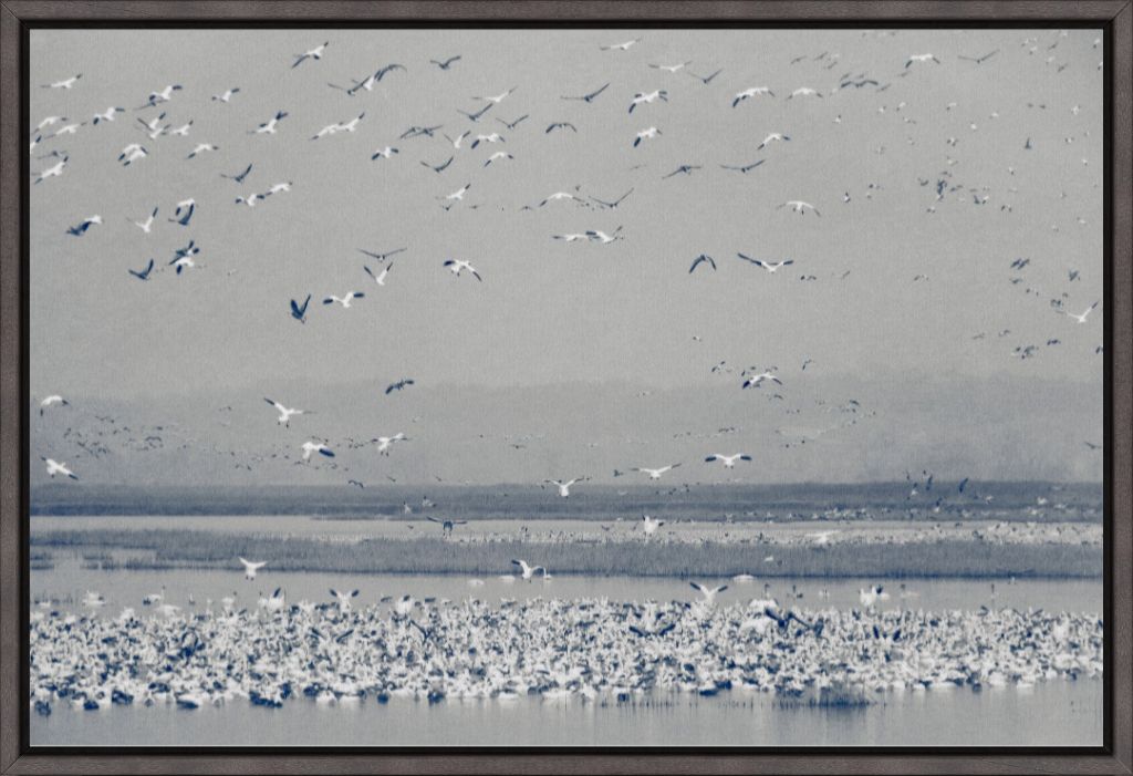 Snow Goose Cyanotype II