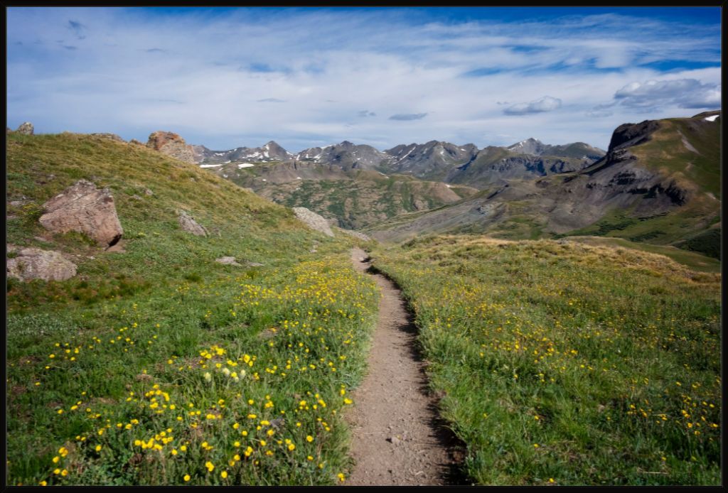 Yellow Wildflowers Way