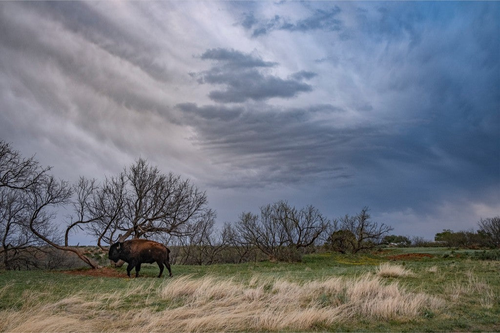 Caprock Bison III