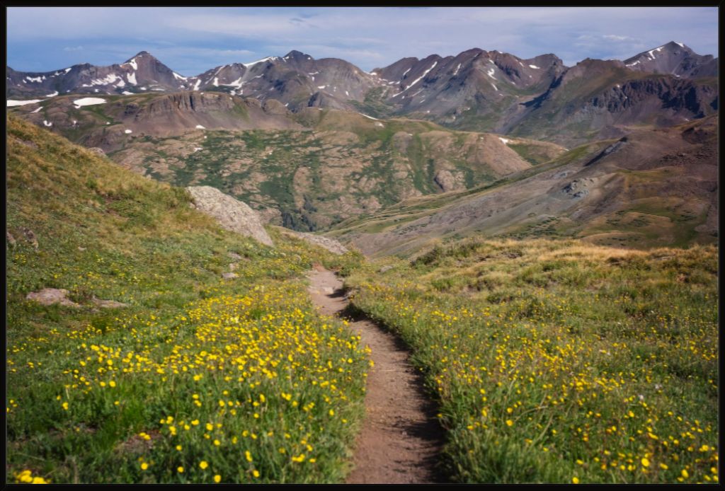 Wildflower Corridor