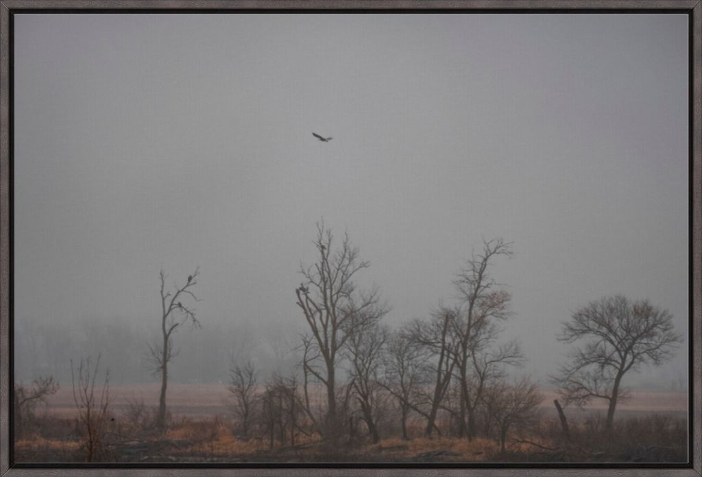 Wetlands Flight