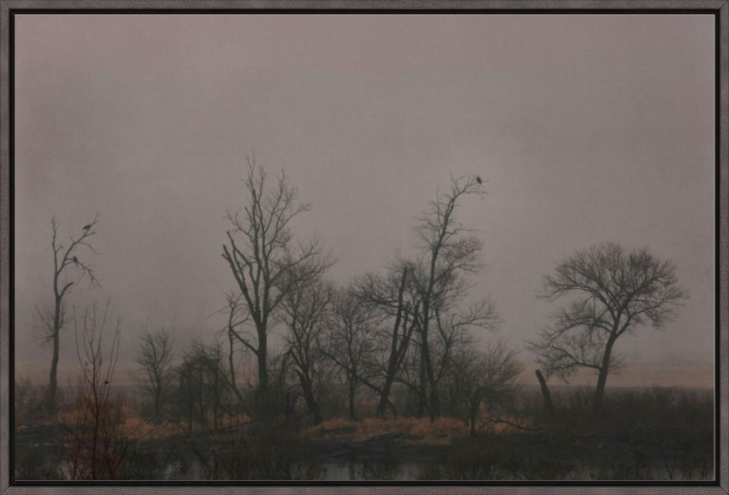 Wetlands Scene