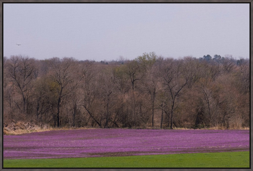 Spring Henbit