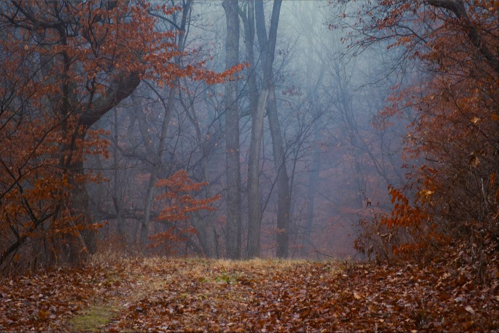 Foggy Winter Forest Path