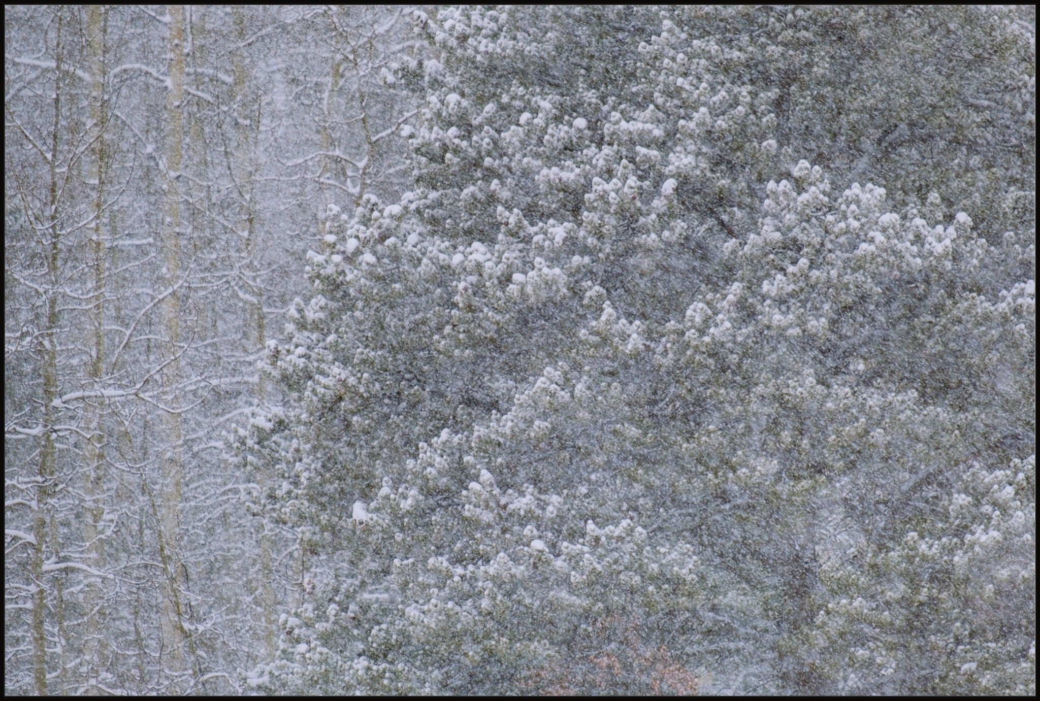 Heavy Snow & Forest Abstract III