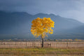 Solitary Cottonwood I