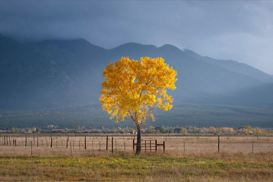 Solitary Cottonwood I