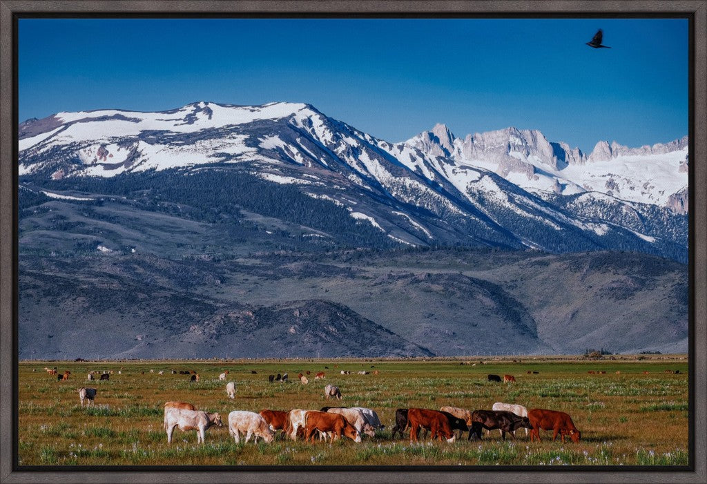 California Pasture