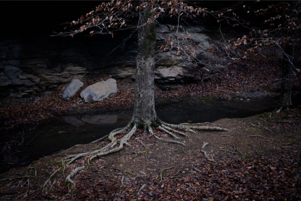 Winter Roots