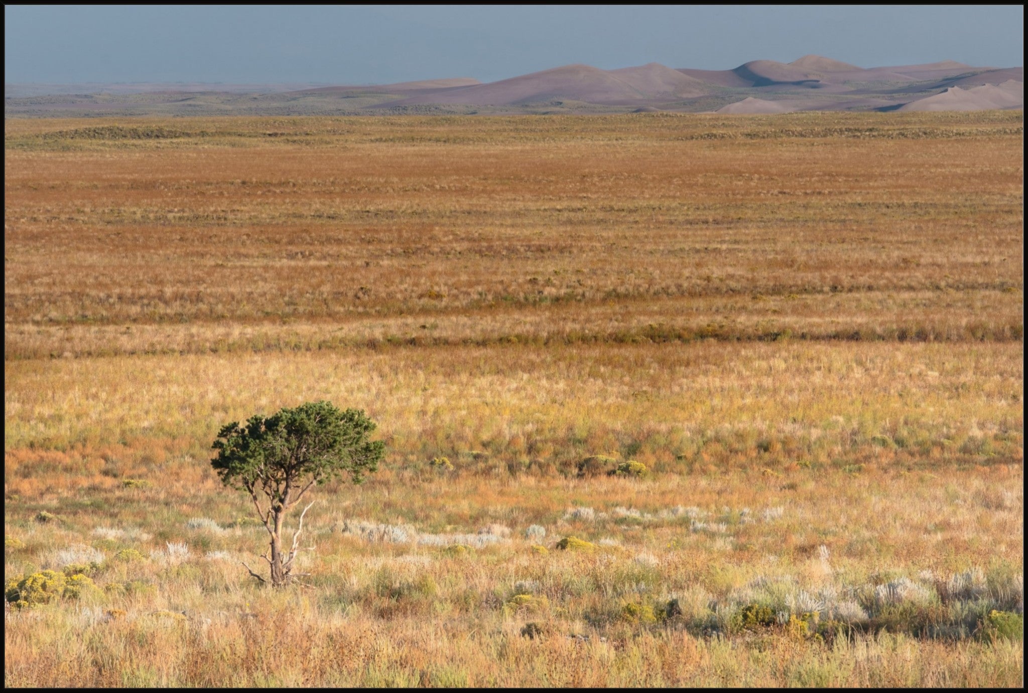 Tiny Tree and Sand Dunes