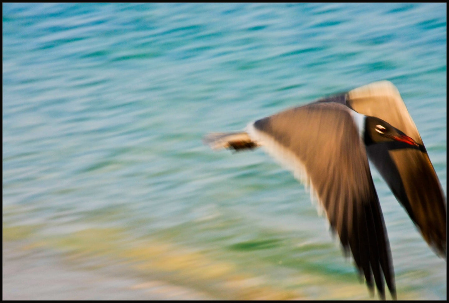 Grand Bahama Gull No. 1
