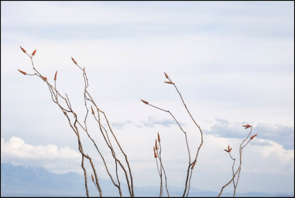 Ocotillo and Clouds