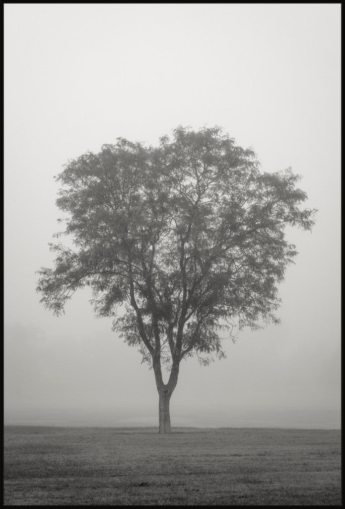 Tree in Fog