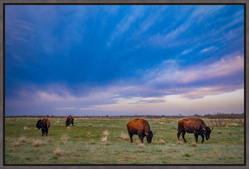 Caprock Bison at Sunset