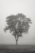 Tree in Fog
