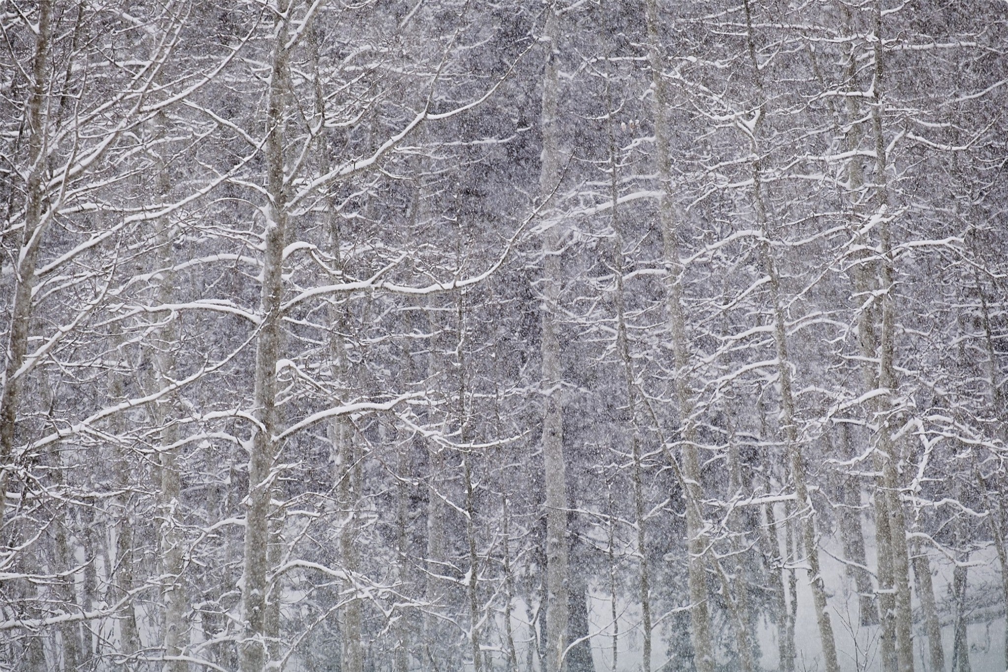 Heavy Snow & Forest Abstract II