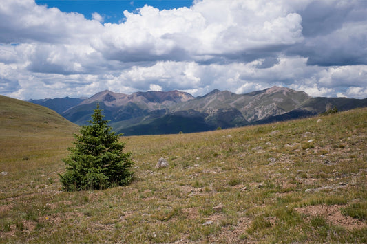 Evergreen Views