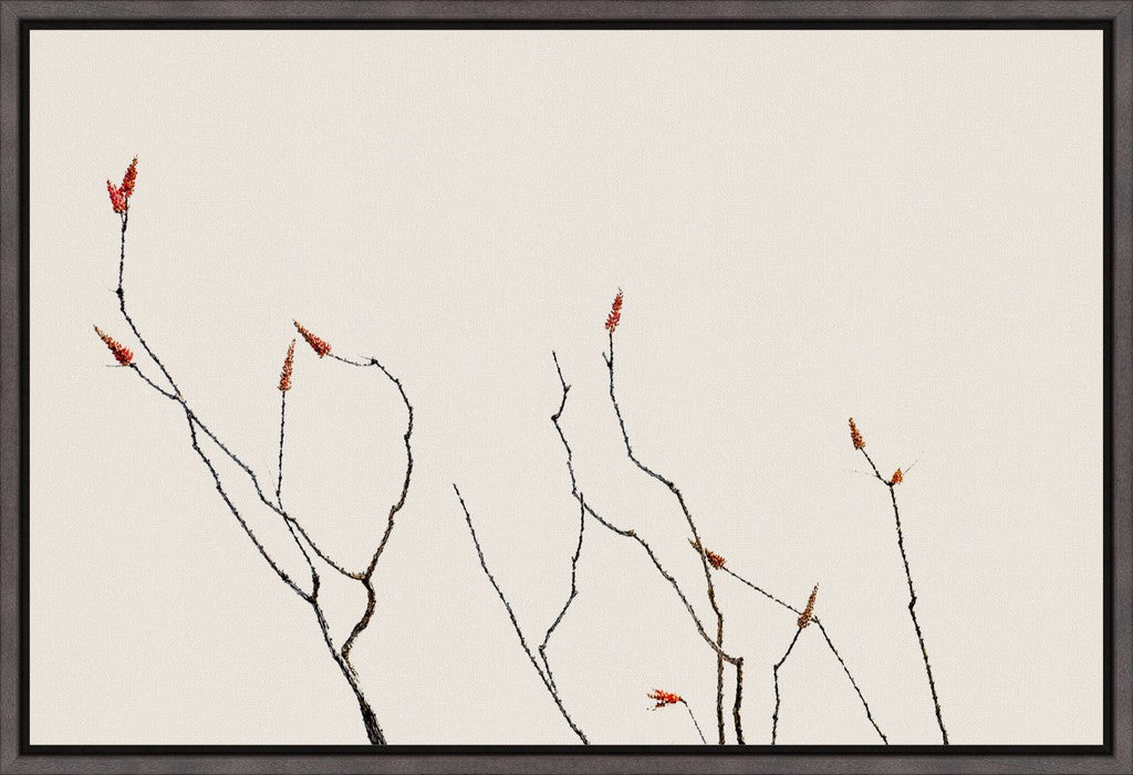 Ocotillo Against Bright Sky