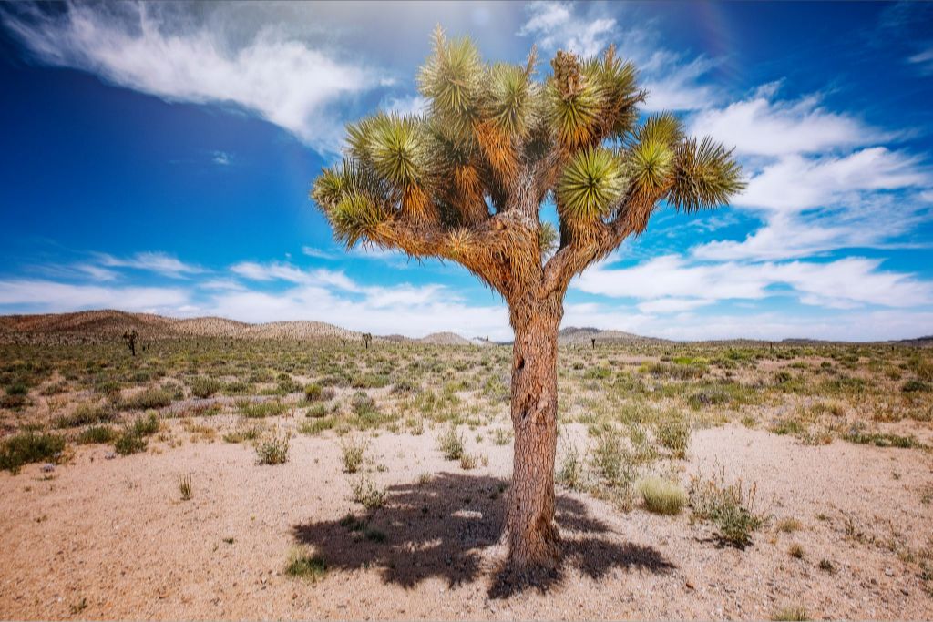 Tree Tif Joshua Tree – Tif Holmes
