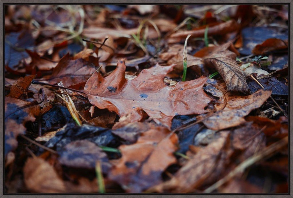 Water Pooled on Fallen Leaf