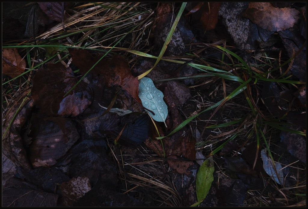 Raindrops on Fallen Leaf