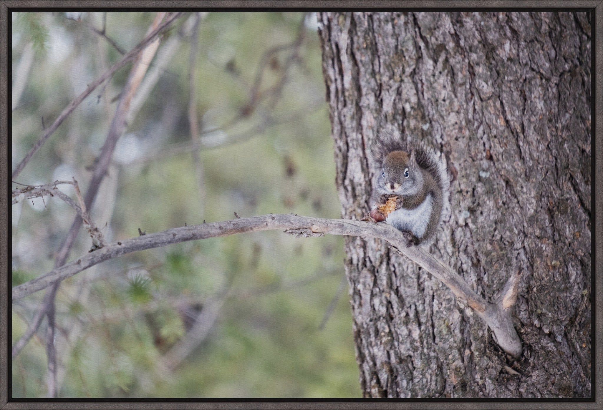 Squirrel & Pine Cone I