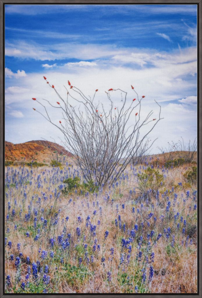 Ocotillo and Bluebonnets - Vertical