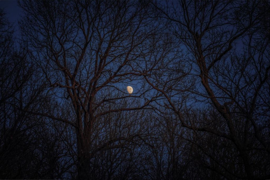 Winter Moon