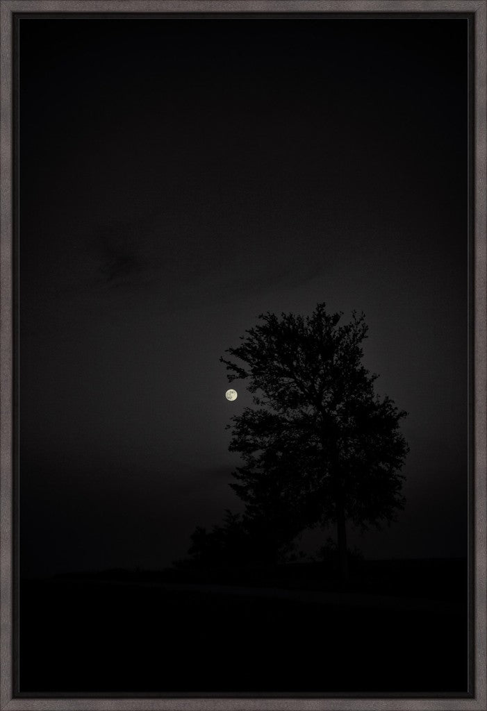 Full Moon and Tree Silhouette