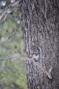 Squirrel & Pine Cone II