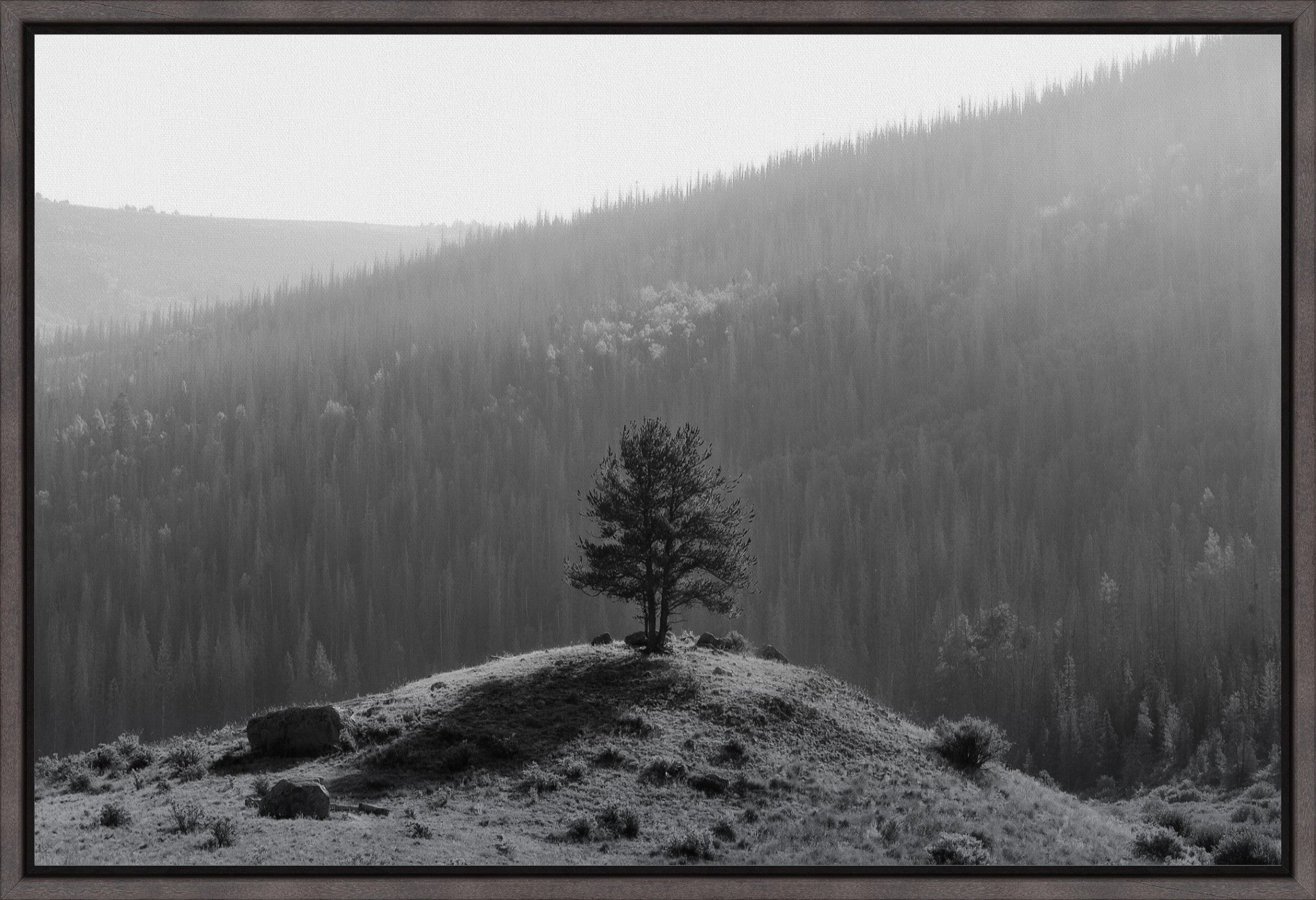 Tree on a Hill