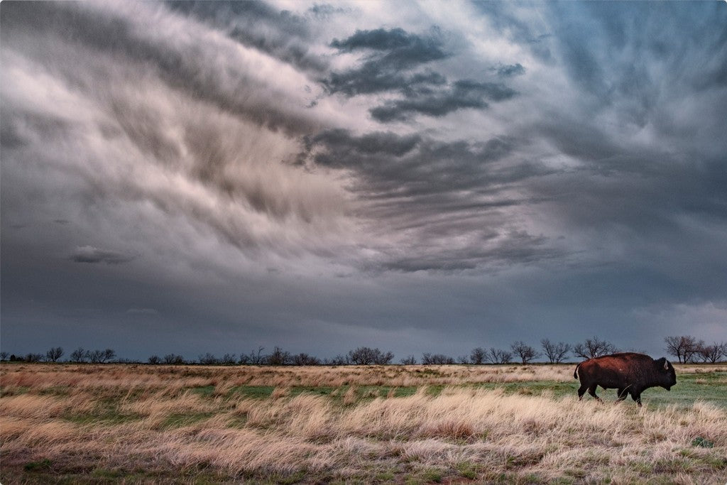 Caprock Bison