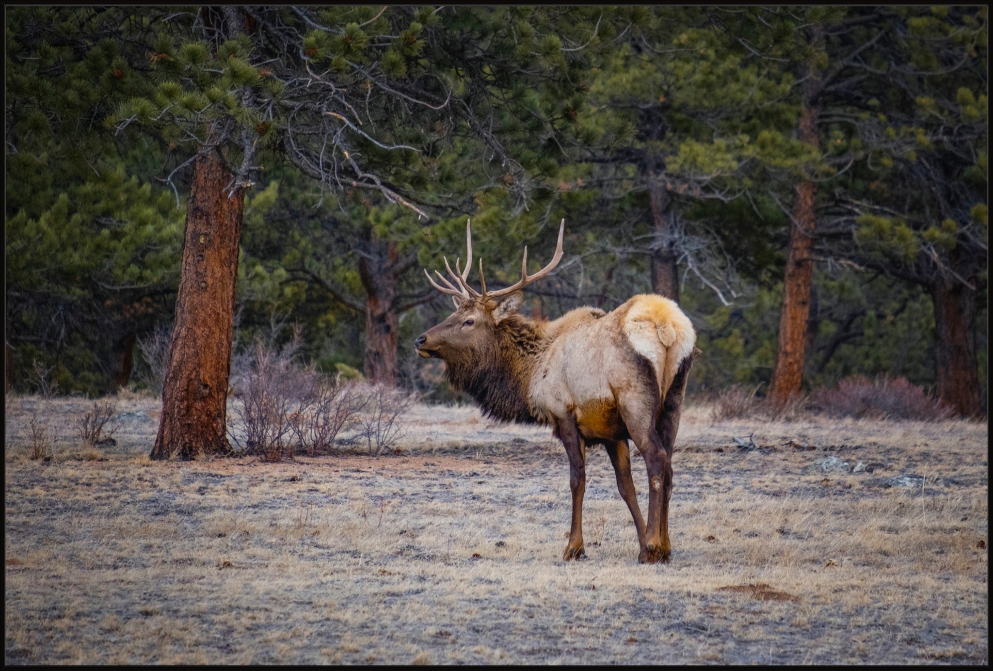 Bull Elk