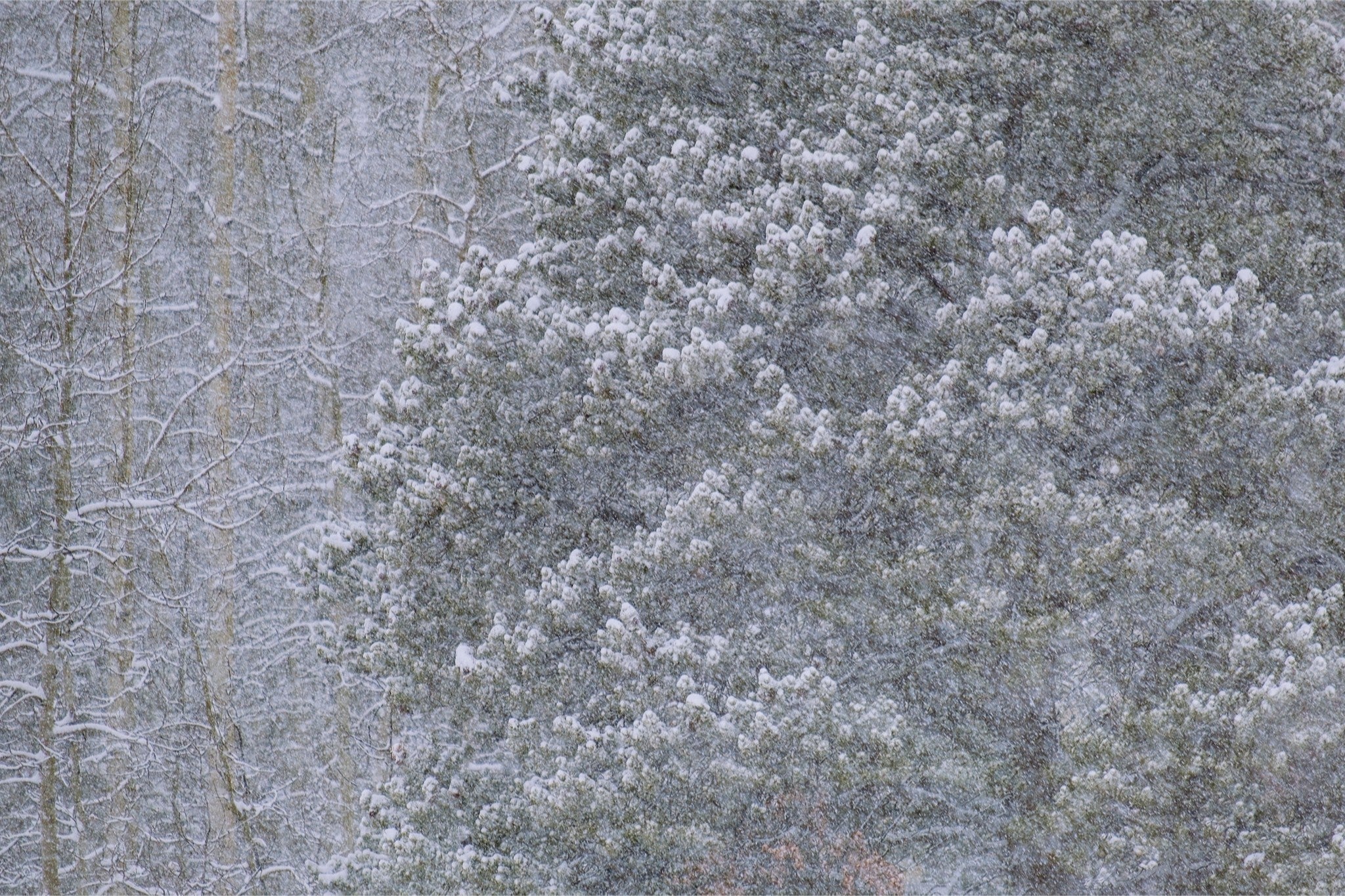 Heavy Snow & Forest Abstract III